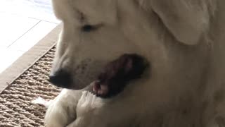 Dog eats tissue