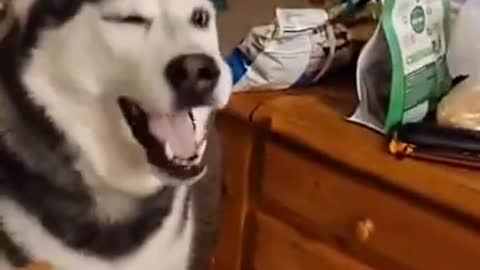 sneezing huskies is funny!