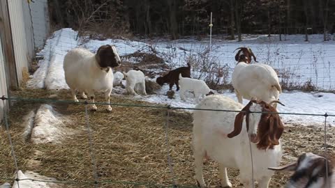 Goat kids outside the barn