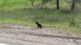 Wolf Puppy Crosses the Road