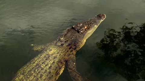 Wildlife - Episode 2- Crocodiles, Alligators, Caimans & Gharials