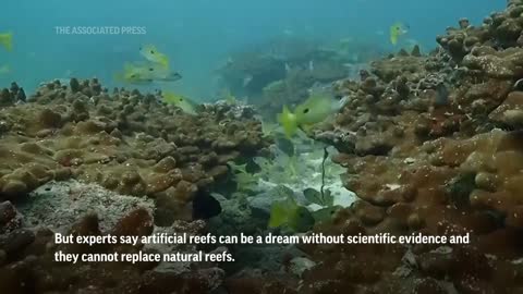 Car acting as artificial reef attracts visitors in Qatar