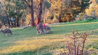 Kangaroo Teaches Joey How to Defend Itself