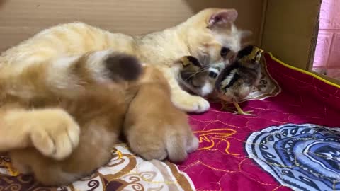 The chick thinks the cat is its mother and wants to hug her