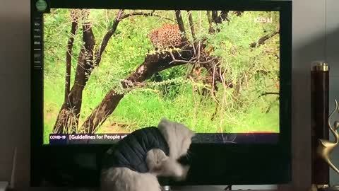 Cat VS Leopard