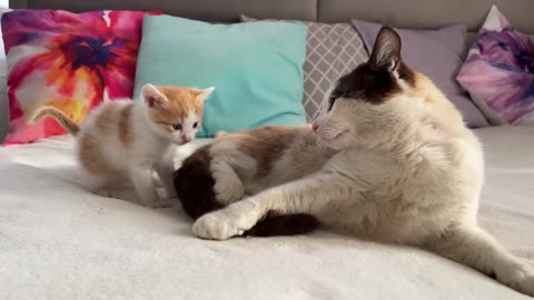 Dad Cat Ignores Tiny Kitten [Try not to Laugh,
