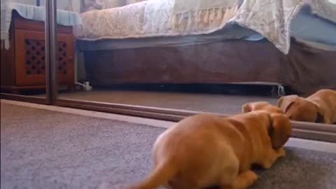 Funny Dog play vs mirror