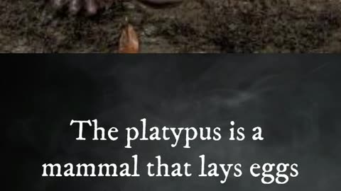 Aye-Aye, seahorse, platypus (Animal facts)