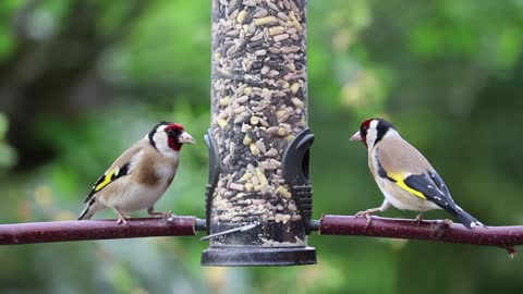 goldfinches song birds birds