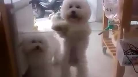Puppy dancing to their favorite chinese song