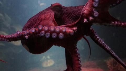 Facts of Octopus, Amazing creature