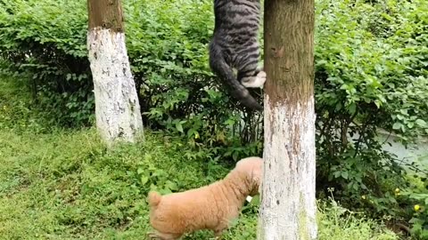 Hidden Cats, But Watch the Cat's Reaction!