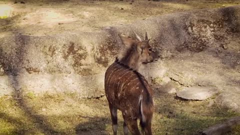 Female Nyala Deer In Zoo Habitat