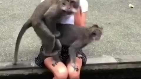 Fuck monkey with lady money