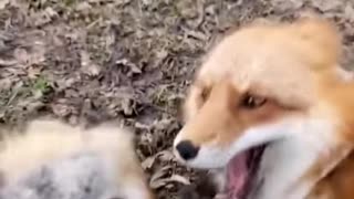 Funny animal videos