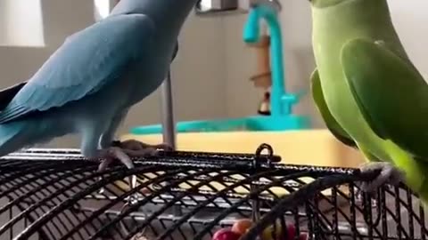 Amazing blue & green parrot||talking with each other