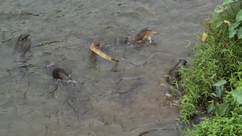 Otters Size Up The Resident Monitor Lizard