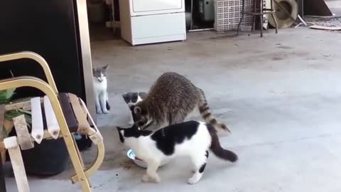 Raccoon steals cat food right in front of cats funny voiceovers