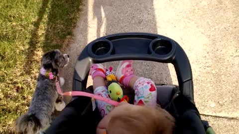 Baby in stroller walks puppy