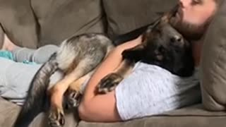 German Shepherd puppy cuddles with owner