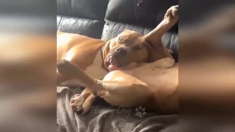 Two funny🤣😝 dogs🐶🐕 seeping video viral