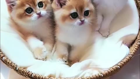 Adorable Kittens Playing and Cuddling - The Cutest Videos of Cute Kittens 😍😘