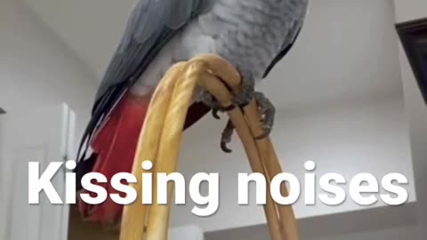 Patti the parrot shows her mimicking skills!