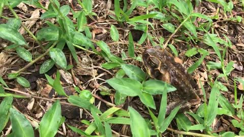 Biodynamic Herb Farm Tour - June 29th 2018