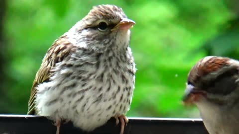 Chirping Sparrows learning how to eat