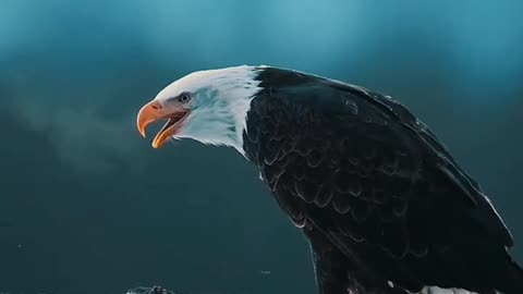 eagle bird