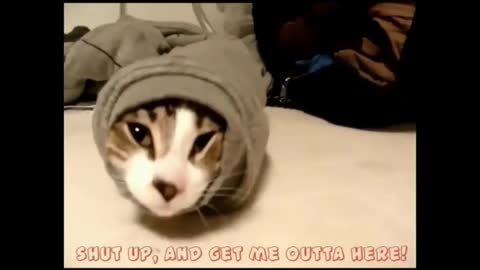 Funniest Animals Videos l Wrapped Cute Cat