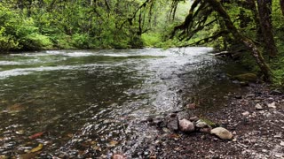 SOOTHING SILENCE & TRANQUILITY | South Santiam River @ Trout Creek Campground! | Central Oregon | 4K