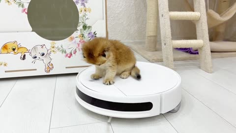 Funny kittens: Foster kittens steal a robot vacuum cleaner(part 61)
