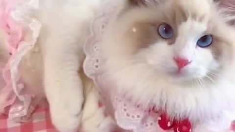 Aww cute cat videos funny Cat Cash Compilation Tiktok Cat Meow #cat #shorts
