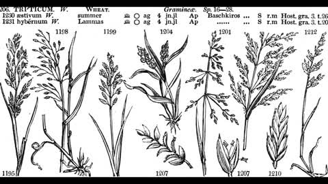 Millet Domestication