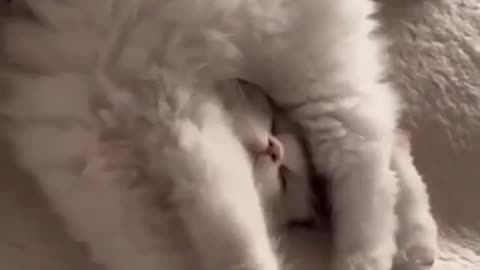 Cats funny 😁 sleeping 😴