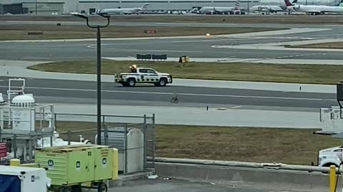Dog On The Loose At Toronto International Airport
