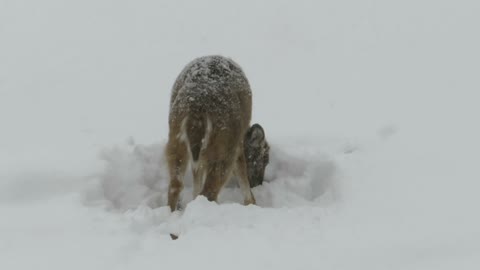 Button Buck Searching for Food in Snow Storm