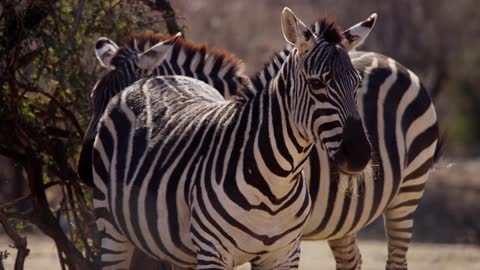 Close Up Of A Couple Of Zebras On The Savanna