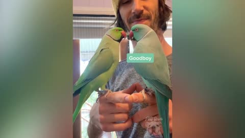 Parrot Talking Smart And Funny Parrots Video