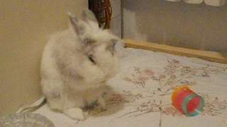 Grooming bunny rabbit will melt your heart!