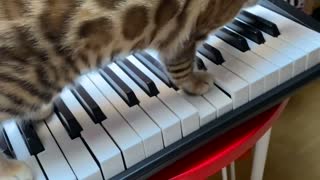 A pianist future