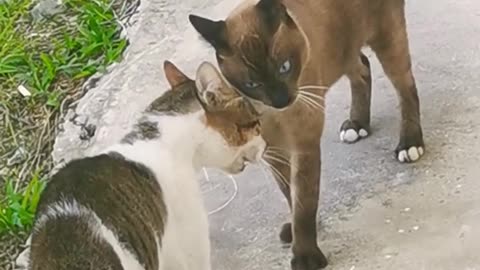 Cats fighting sound