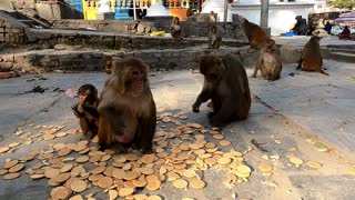 Feeding biscuits to monkey