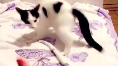 Talented Cat Puts On Oscar-worthy Performance