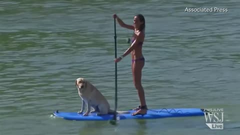 Dogs Practice for Brazil's Stand-Up Paddle Tournament