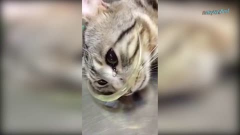 Gato llora en la veterinaria luego de ser rescatado