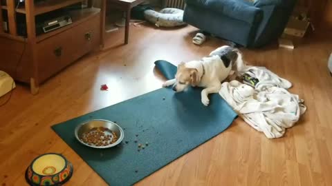 Weirdo dog gets angry at bowl of food