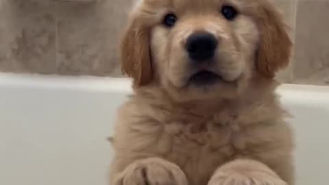 This puppy will make you happy