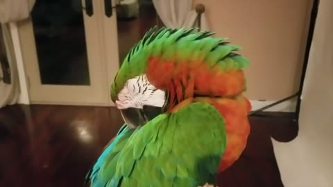 Relaxing with sleep.Ever See A Parrot Sleep? My Macaw Sleeping | PARROT VIDEO OF THE DAY.